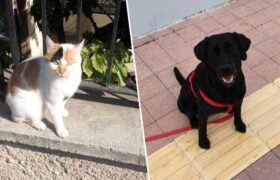 kedi-kopek-probolis-a24haber