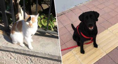 kedi-kopek-probolis-a24haber