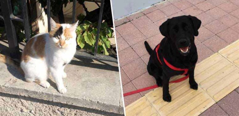 kedi-kopek-probolis-a24haber