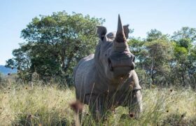 afrika-gergedanlarina-nukleer-koruma-a24haber