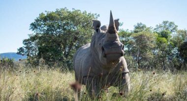 afrika-gergedanlarina-nukleer-koruma-a24haber