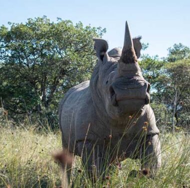 afrika-gergedanlarina-nukleer-koruma-a24haber