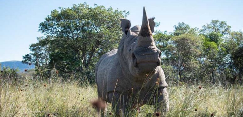 afrika-gergedanlarina-nukleer-koruma-a24haber