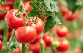 domates-ihracat-2020-a24haber