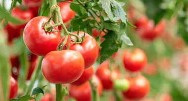 domates-ihracat-2020-a24haber