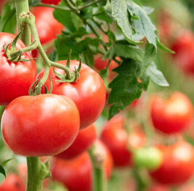 domates-ihracat-2020-a24haber