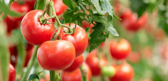 Domates mamülleri ihracatta yüzleri güldürdü