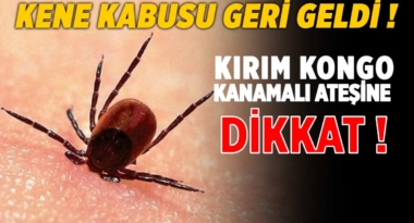 kirim-kongo-kanamali-atesi-kene-isirmasi-dikkat-a24haber