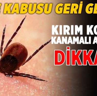 kirim-kongo-kanamali-atesi-kene-isirmasi-dikkat-a24haber