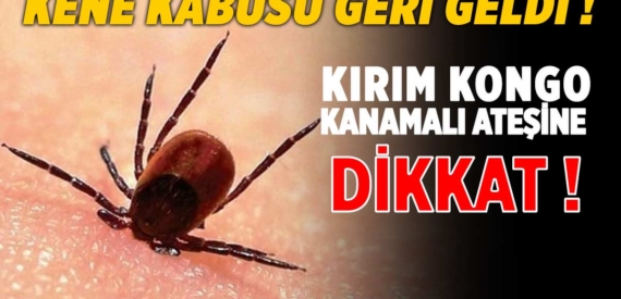 Kene ısırmaları koronavirüsün önüne mi geçti? Kene kabusu geri geldi!