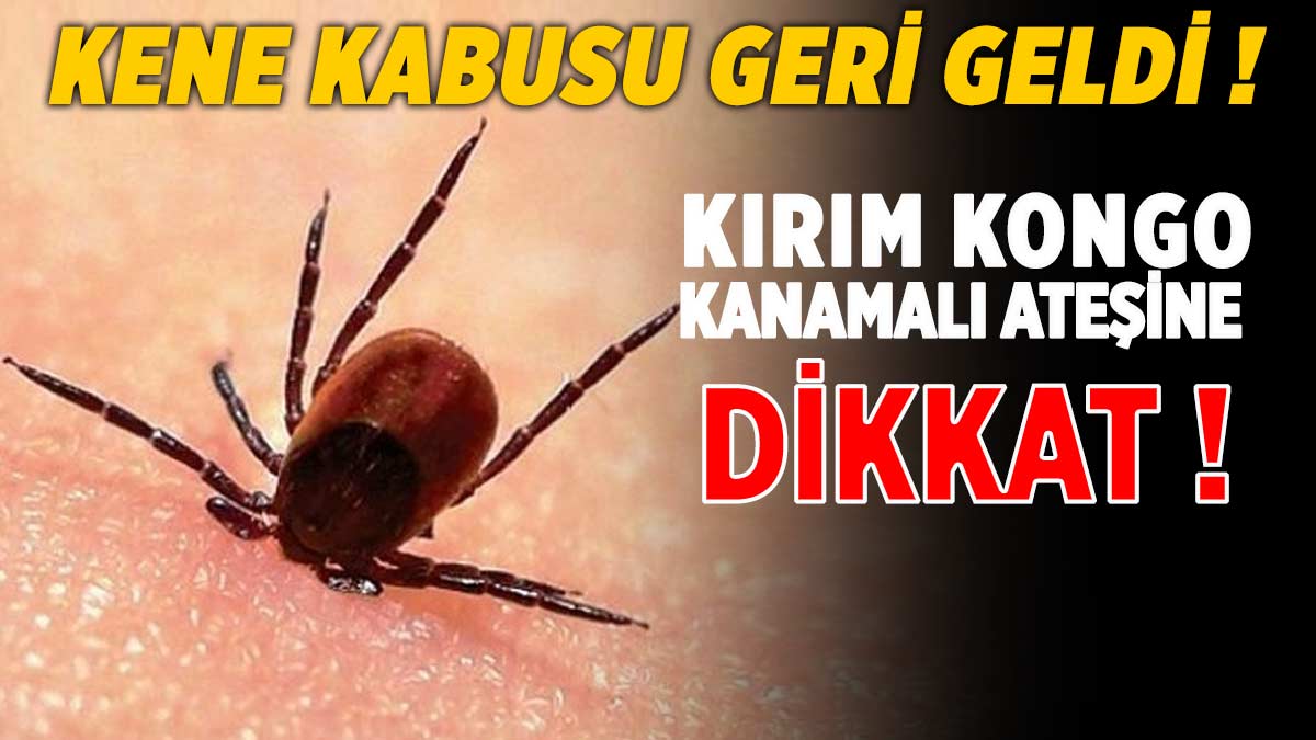 kirim-kongo-kanamali-atesi-kene-isirmasi-dikkat-a24haber