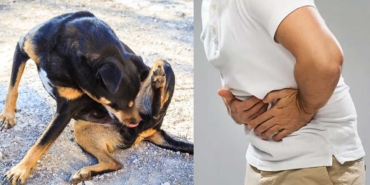 köpek-kisti-hastalığı-a24haber