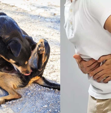 köpek-kisti-hastalığı-a24haber