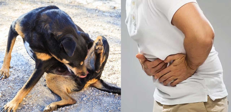 Ağrı Şikayeti ile Geldi, Köpek Kisti Olduğunu Öğrendi!