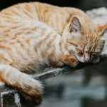 kedi-parazit-hastalik-goz