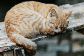 kedi-parazit-hastalik-goz