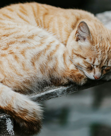 kedi-parazit-hastalik-goz