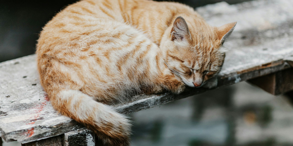 Evde kedi besleyenler dikkat! Gizlice yerleşen parazit, görme kaybına yol açıyor