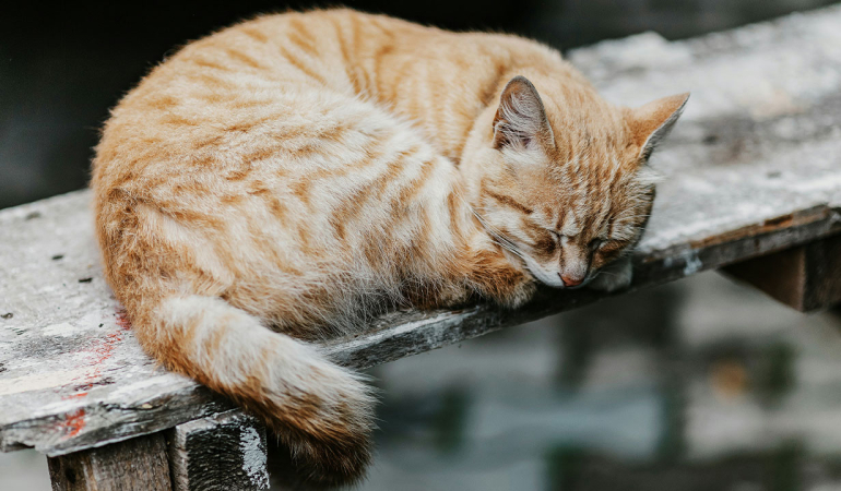 kedi-parazit-hastalik-goz