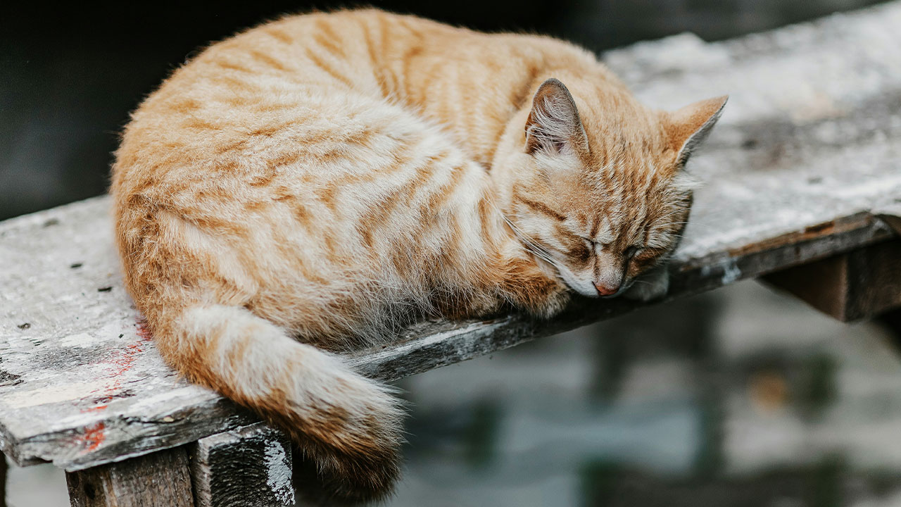 kedi-parazit-hastalik-goz